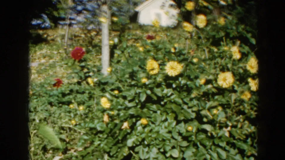 8mm home movie frame, c. 1962, Illinois — garden bed of yellow and red dahlia-type flowers with a white shed visible through background foliage and dappled sunlight.