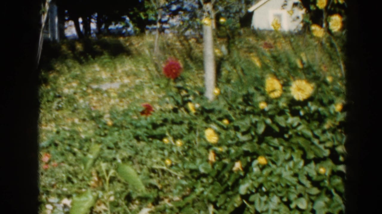 Sunlit garden with clusters of yellow blooms, lush green leaves, a wooden post, and a white shed visible at upper right.