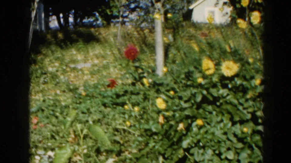 8mm home movie frame, c. 1962, Illinois — wide garden view showing yellow flower clusters, dense foliage, and a white outbuilding at upper right under warm sunlight.