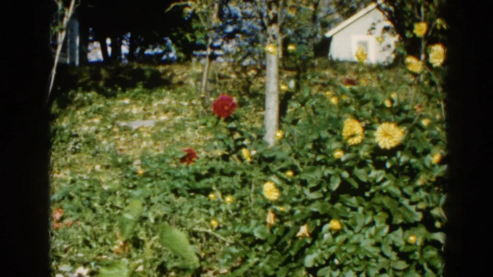 8mm home movie frame, c. 1962, Illinois — mid-garden view with yellow and red blooms, a wooden stake, visible white outbuilding, and leaf litter suggesting late-summer or early-autumn conditions.