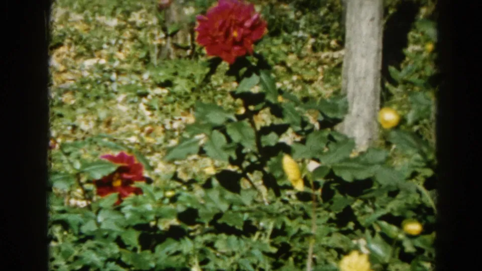8mm close-up, c. 1962, Illinois — prominent crimson dahlia-type bloom in sharp foreground with yellow flowers, a wooden stake, and partially visible white structure behind.