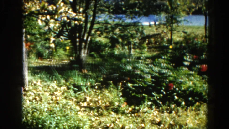 Slow 8mm pan across a cultivated garden in Illinois, 1962, with green shrubs, deciduous trees, and scattered blooms in dappled sunlight.