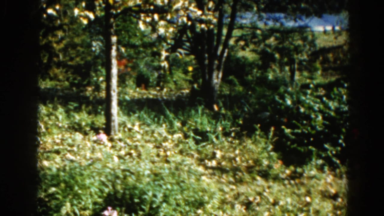 8mm garden pan continuing across an Illinois garden, 1962, showing layered foliage, trees, and scattered flowers against a bright background.