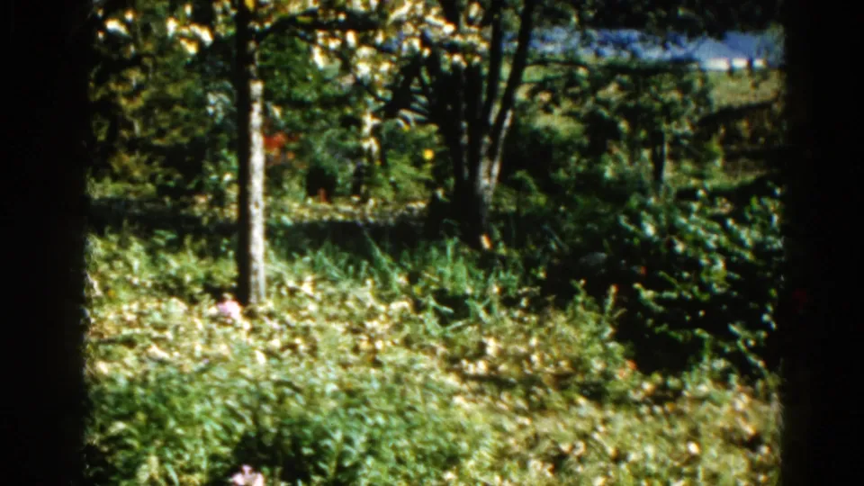 8mm garden pan continuing across an Illinois garden, 1962, showing layered foliage, trees, and scattered flowers against a bright background.