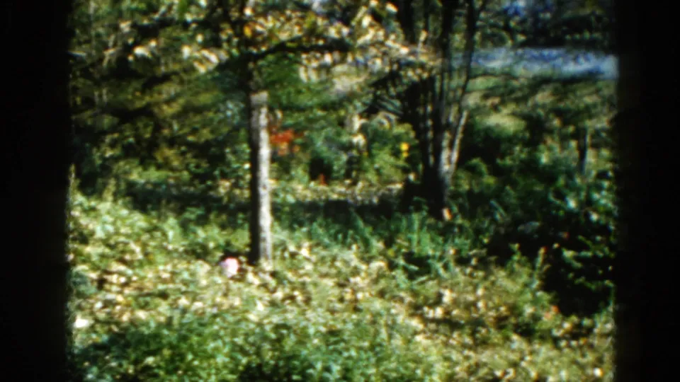 8mm garden pan in Illinois, 1962, revealing trees, dense undergrowth, red flowers, and a possible pond or lake visible in the background.