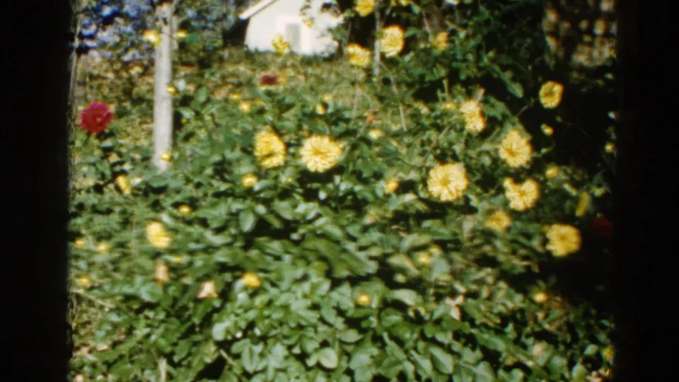 8mm pan ending on large yellow dahlia-like blooms and red flowers in an Illinois garden, 1962, with deciduous trees and dense foliage behind.