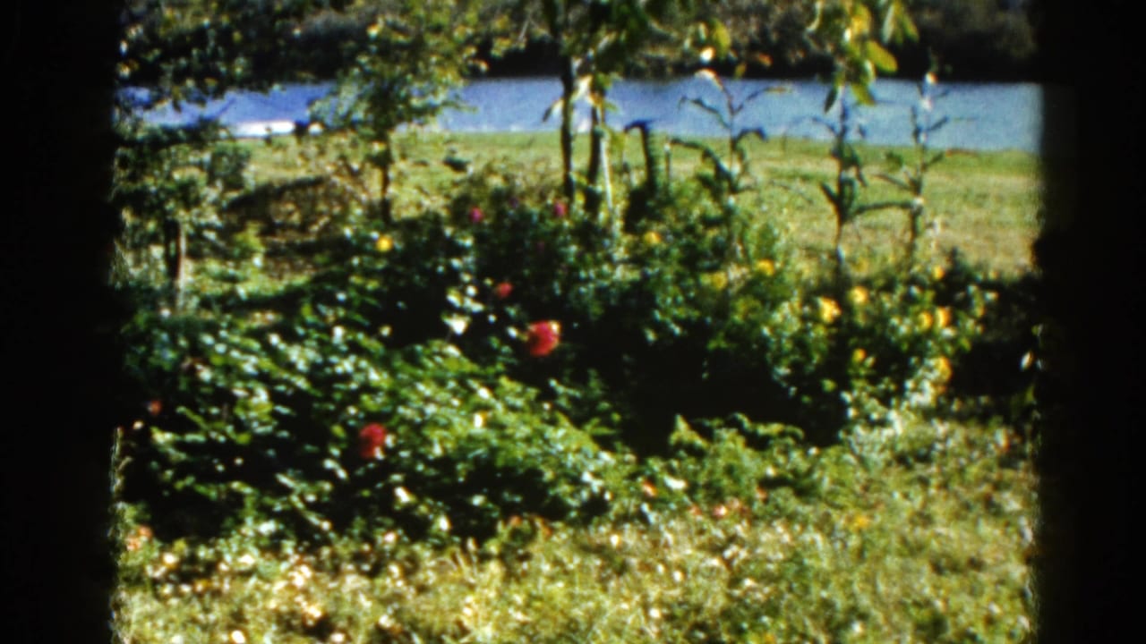 Sunlit garden with red and yellow flowers, tall leafy stalks, and a calm river visible in the background.