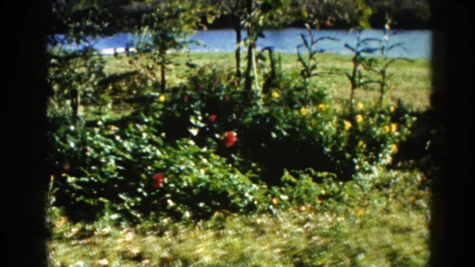 8mm home-movie frame, Illinois 1962: dense garden planting with a red flower, bare tree trunks at frame right, fallen leaves, and a river beyond the lawn.