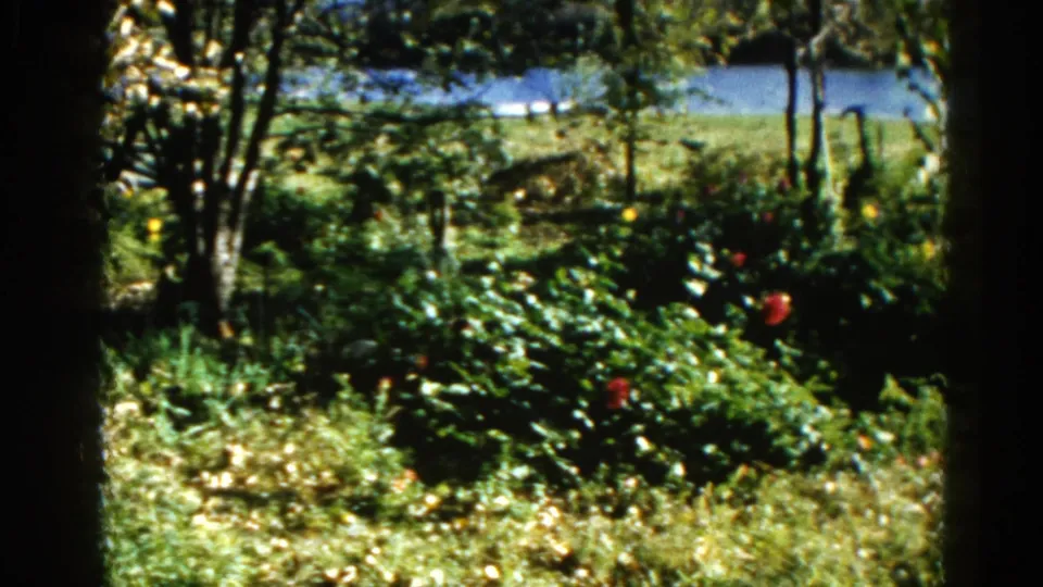 8mm home-movie frame, Illinois 1962: garden bed with red flower, mixed foliage, tree trunks, fallen leaves, and a calm river in the background.