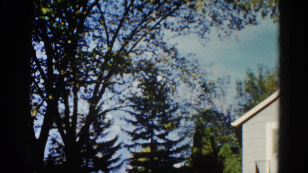 Large deciduous tree and conifer against blue sky, corner of light-colored house at right edge.