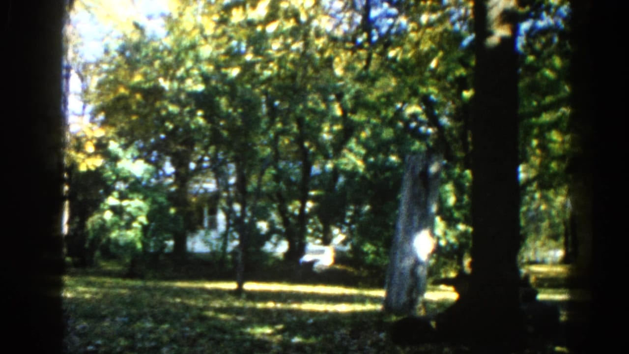 8mm home movie frame circa 1962, Illinois — wide view of sunlit suburban backyard with mature trees, dappled lawn, and a white residential structure partially visible through foliage.