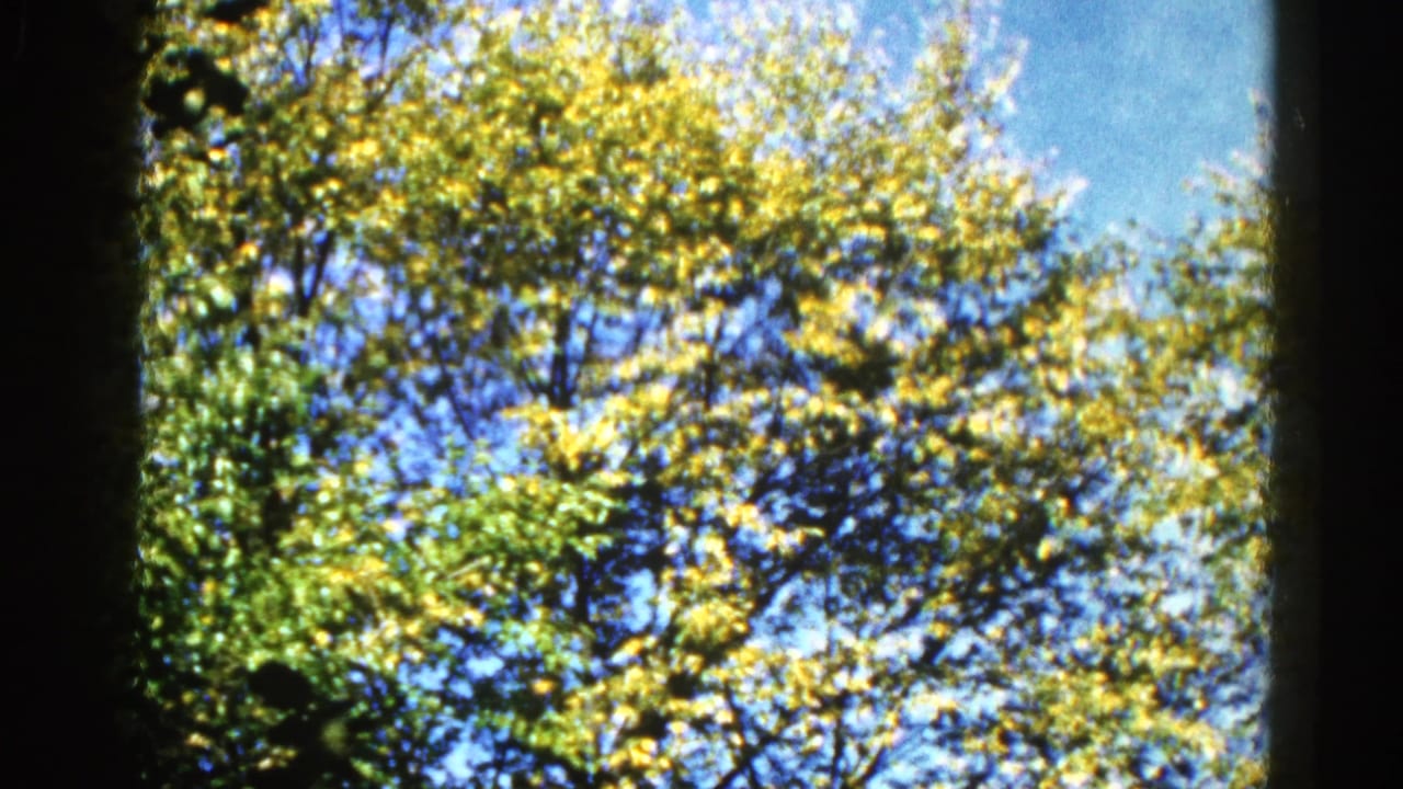 8mm home movie frame circa 1962, Illinois — close view of tree canopy with green and yellow-tinged leaves and blue sky visible between branches.