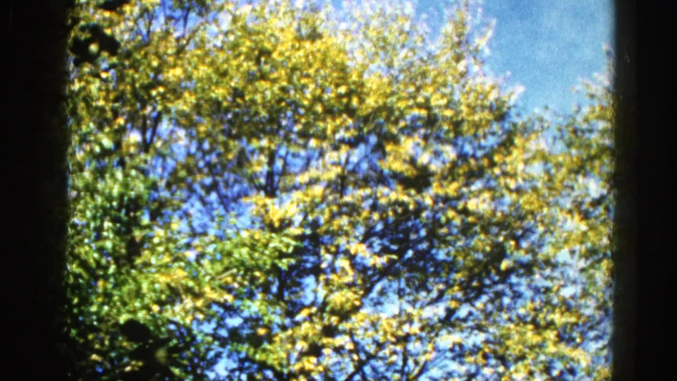8mm home movie frame circa 1962, Illinois — close view of tree canopy with green and yellow-tinged leaves and blue sky visible between branches.