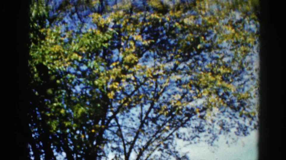 8mm home movie frame circa 1962, Illinois — slightly tilted upward view into tree canopy showing green and yellow foliage against clear blue sky.