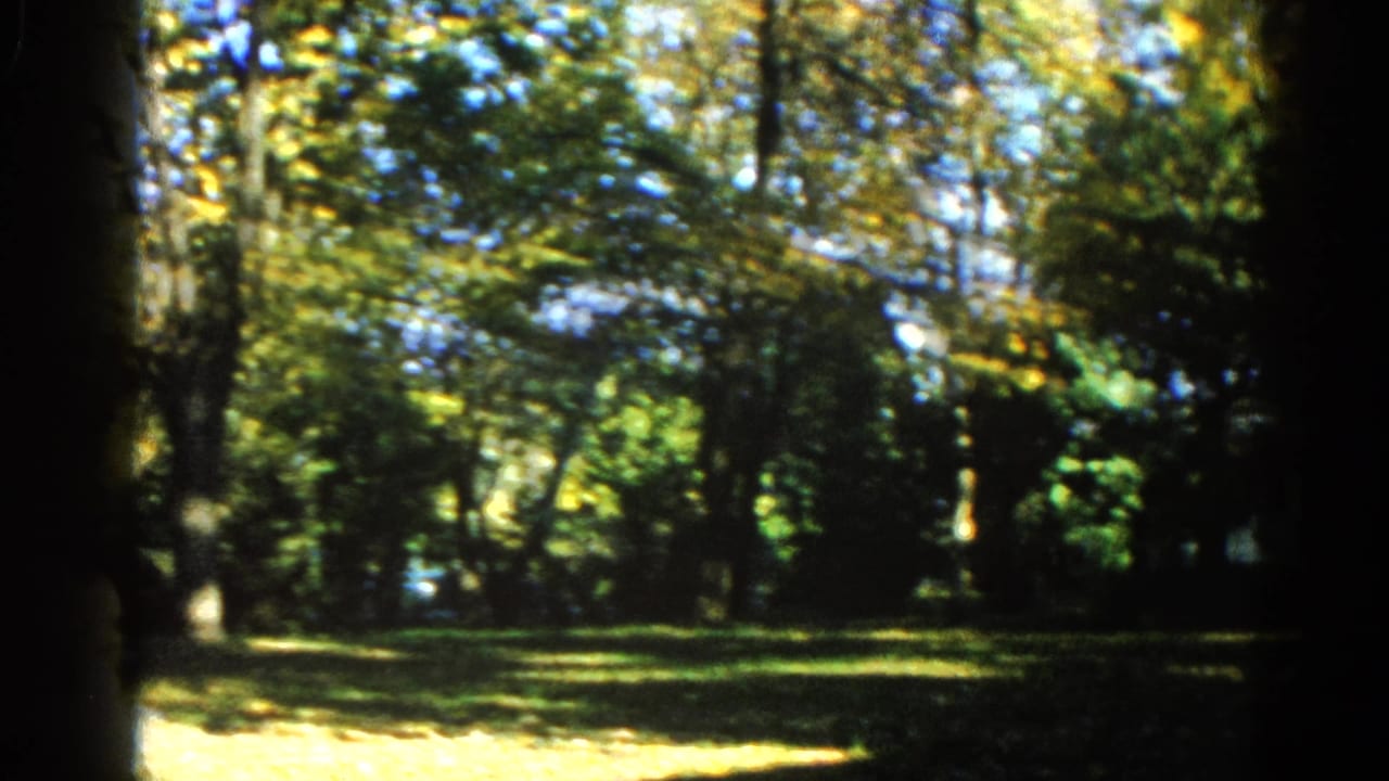 8mm footage from 1962 Illinois showing a sunlit wooded clearing with mature deciduous trees, turning foliage, and a partly visible white structure in the background.