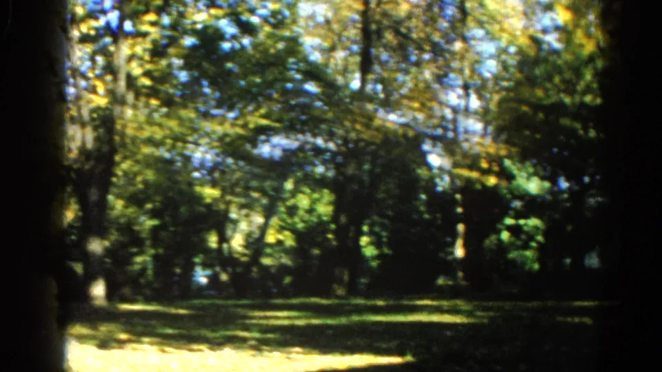 8mm footage from 1962 Illinois showing a sunlit wooded clearing with mature deciduous trees, turning foliage, and a partly visible white structure in the background.