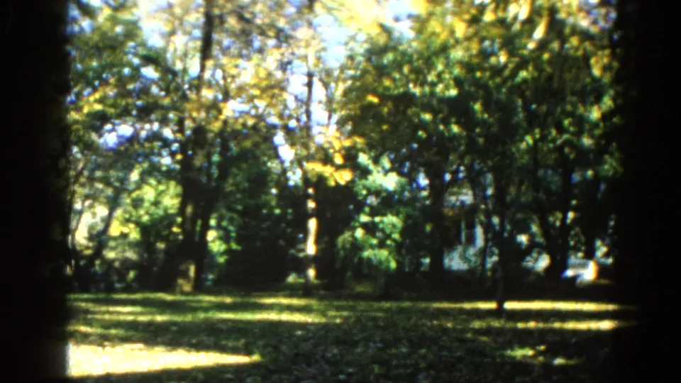 8mm home movie footage from 1962 Illinois showing a canopy of deciduous trees with yellowing foliage backlit by afternoon sunlight over a grassy clearing.