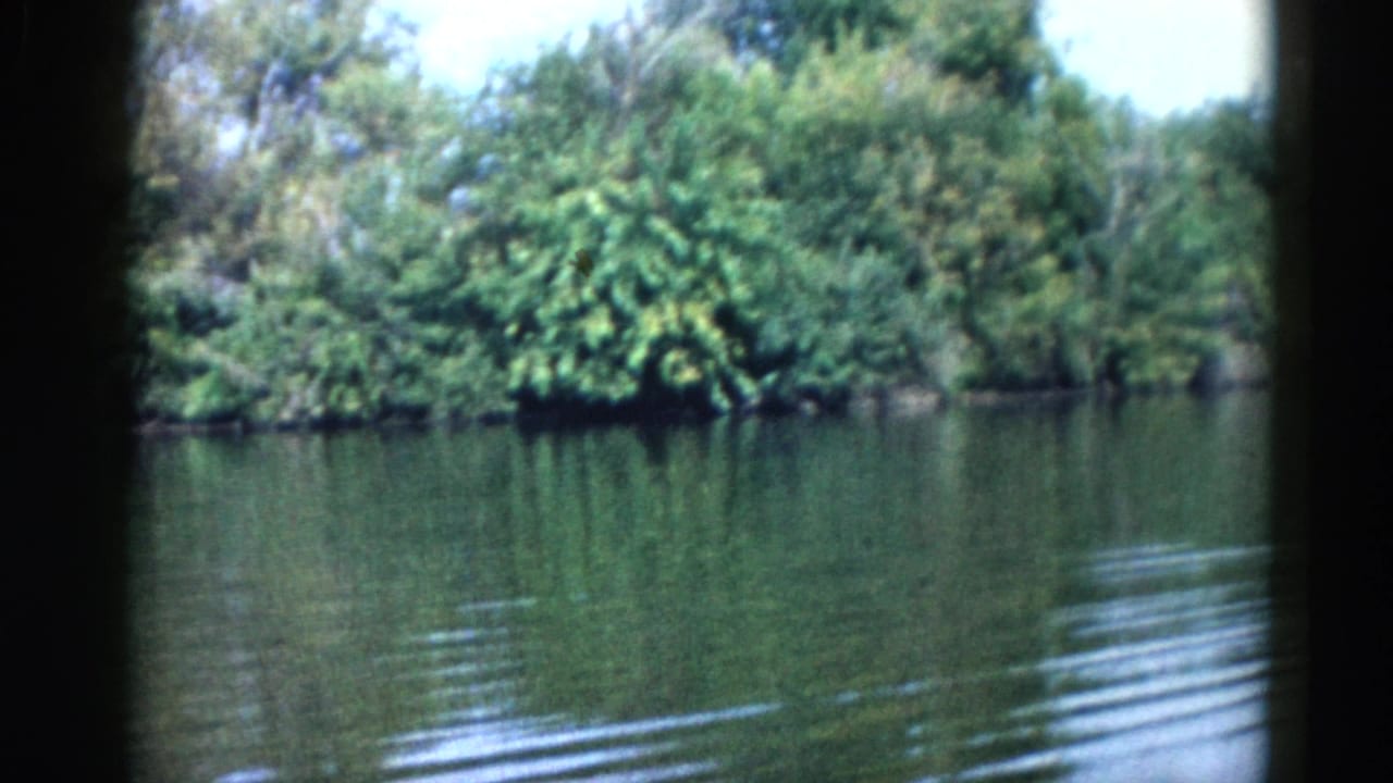 Calm lake surface with dense green trees lining the far shoreline, shot on 8mm film.