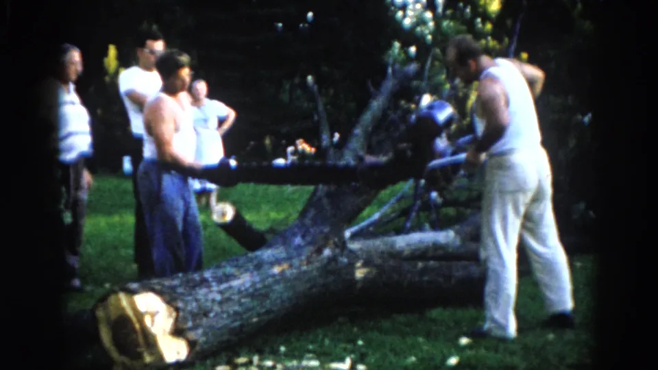 Several adults gather around a large fallen tree in a suburban backyard; one man leans forward toward the chainsaw while a group of observers watches from the left, Illinois circa 1962.
