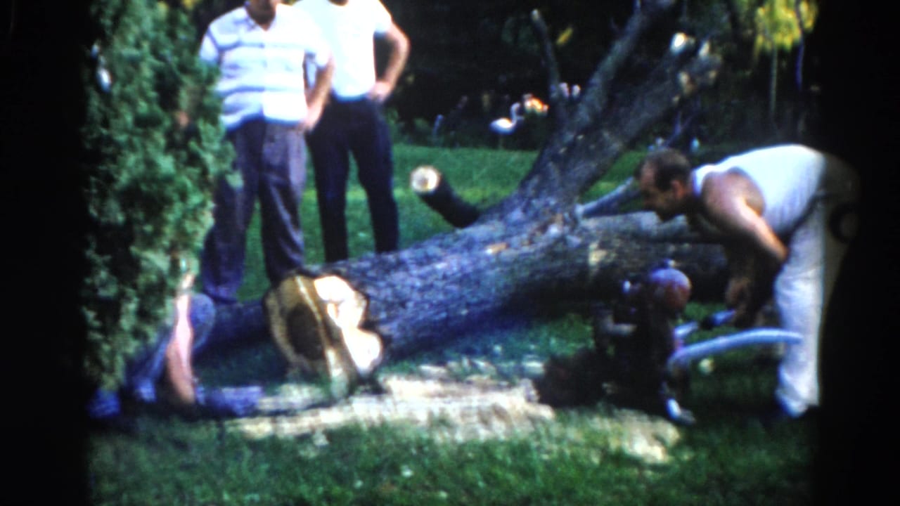 Three men in casual 1960s clothes around a large fallen tree trunk in a green backyard.