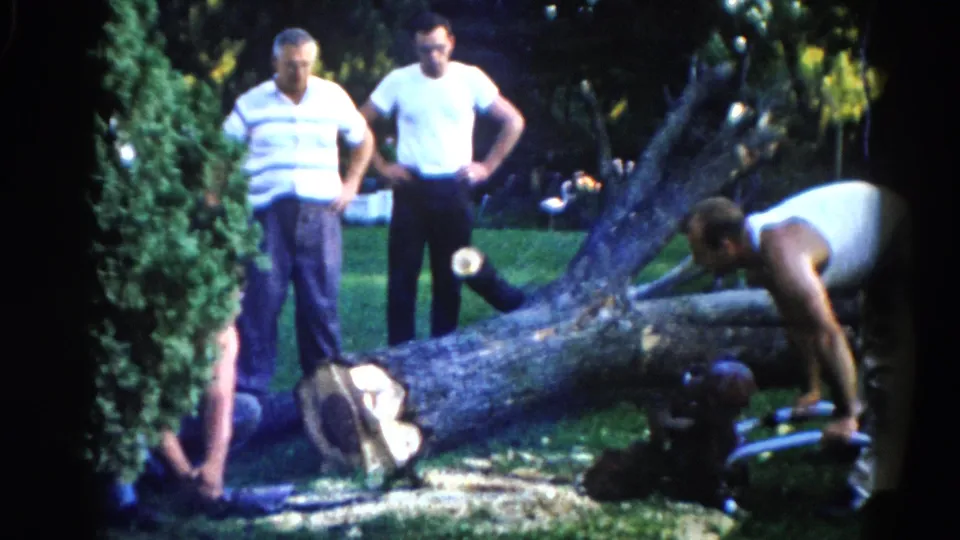 Three adult men on a green lawn with a large fallen tree, one crouching at the cut section; Illinois suburban backyard, circa 1962, 8mm.
