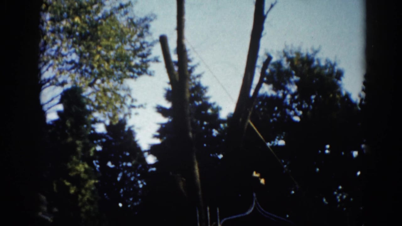 Tall trees silhouetted against a bright pale sky with an angled leaning tree trunk visible in the frame.
