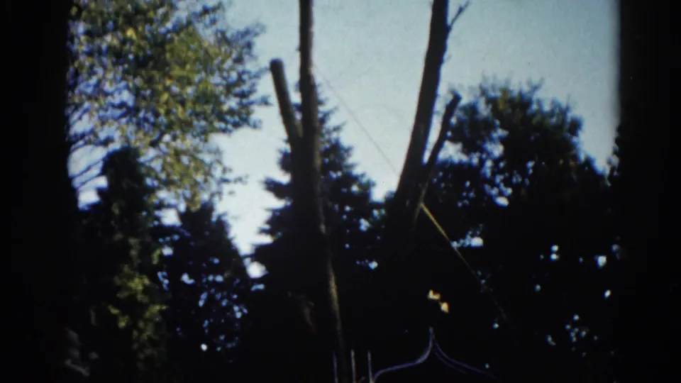 Silhouetted deciduous trees against a pale overexposed sky with a leaning cut trunk, from a 1962 Illinois 8mm backyard home movie.