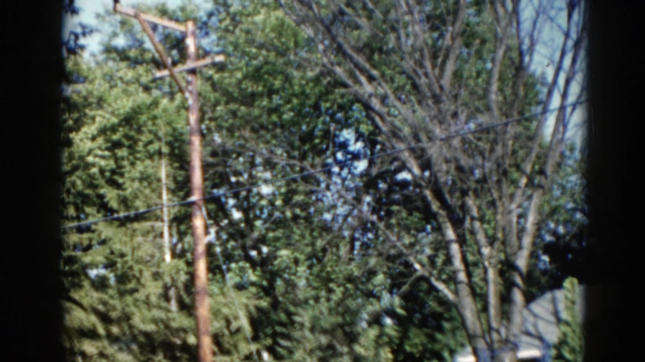 Utility pole among dense summer tree canopy with blue sky visible above; 8mm film footage.