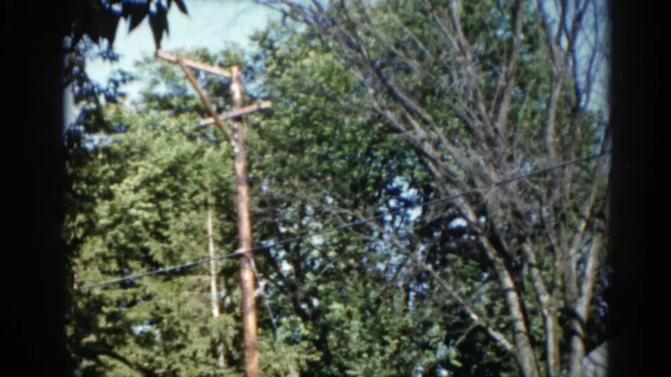 Mixed leafy and bare deciduous trees framing a utility pole in a suburban Illinois yard, circa 1962.