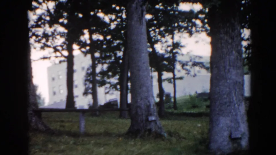 Close view of mature park trees with a white or cream building partially visible through the canopy, Illinois park, circa 1962.