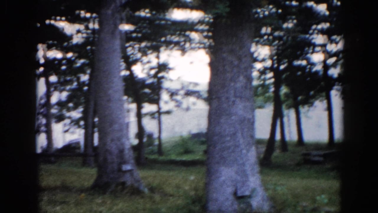 Static or near-static shot of mature park trees with a white building glimpsed through branches, Illinois, circa 1962.