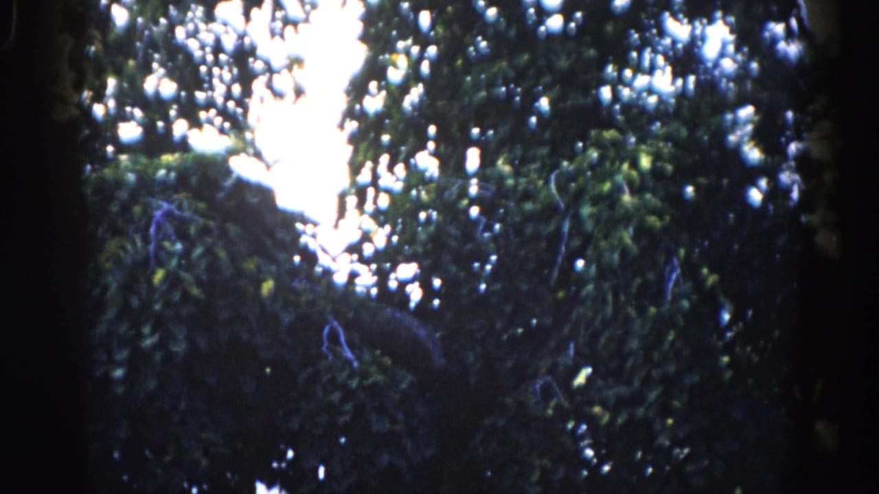 Tree branches and leaves filmed from below against a bright overcast sky, obscuring most of the frame.