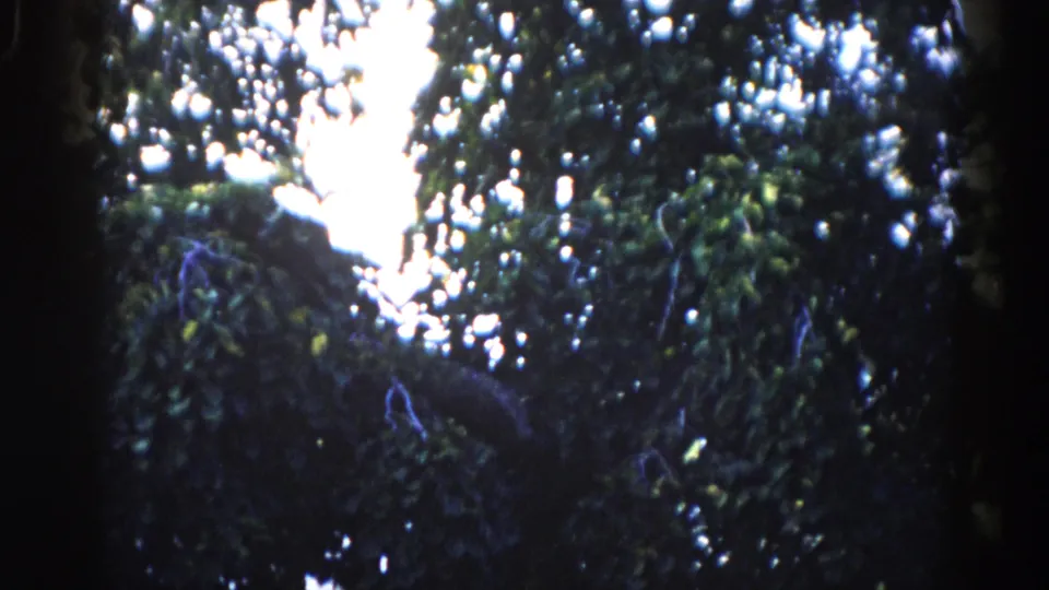 8mm film frame looking up through dense summer tree canopy, likely Illinois, 1962 — film grain and blue color cast visible throughout.