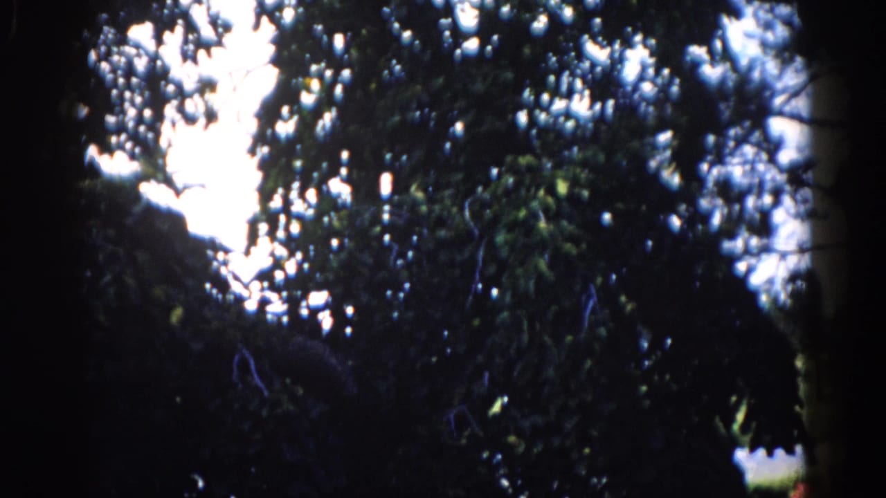 Dense foliage and dark branches filmed against a bright sky, frame dominated by tree canopy.