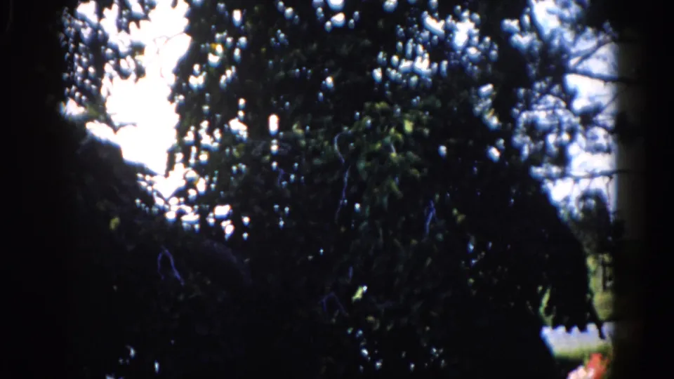 8mm film — tree canopy from below with glimpses of lower vegetation; transitional moment as the camera pans toward the convent grounds, c.1962 Illinois.