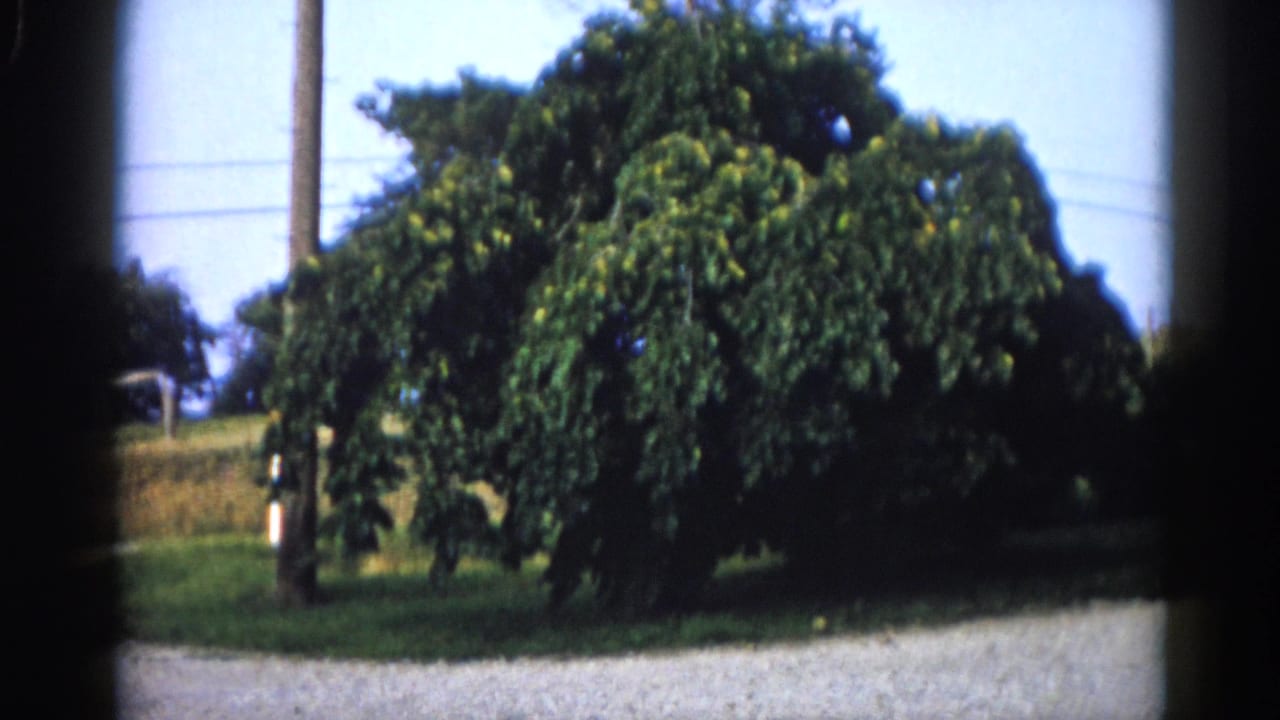 Wide-angle 8mm home movie frame, Illinois 1962: full-canopy deciduous tree next to a wooden utility pole, gravel path at lower frame.