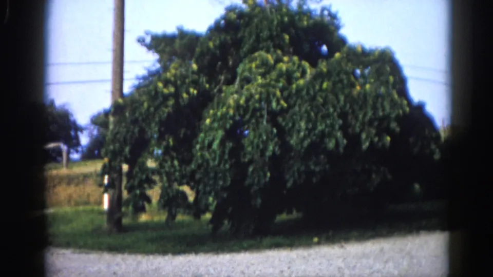 Wide-angle 8mm home movie frame, Illinois 1962: full-canopy deciduous tree next to a wooden utility pole, gravel path at lower frame.