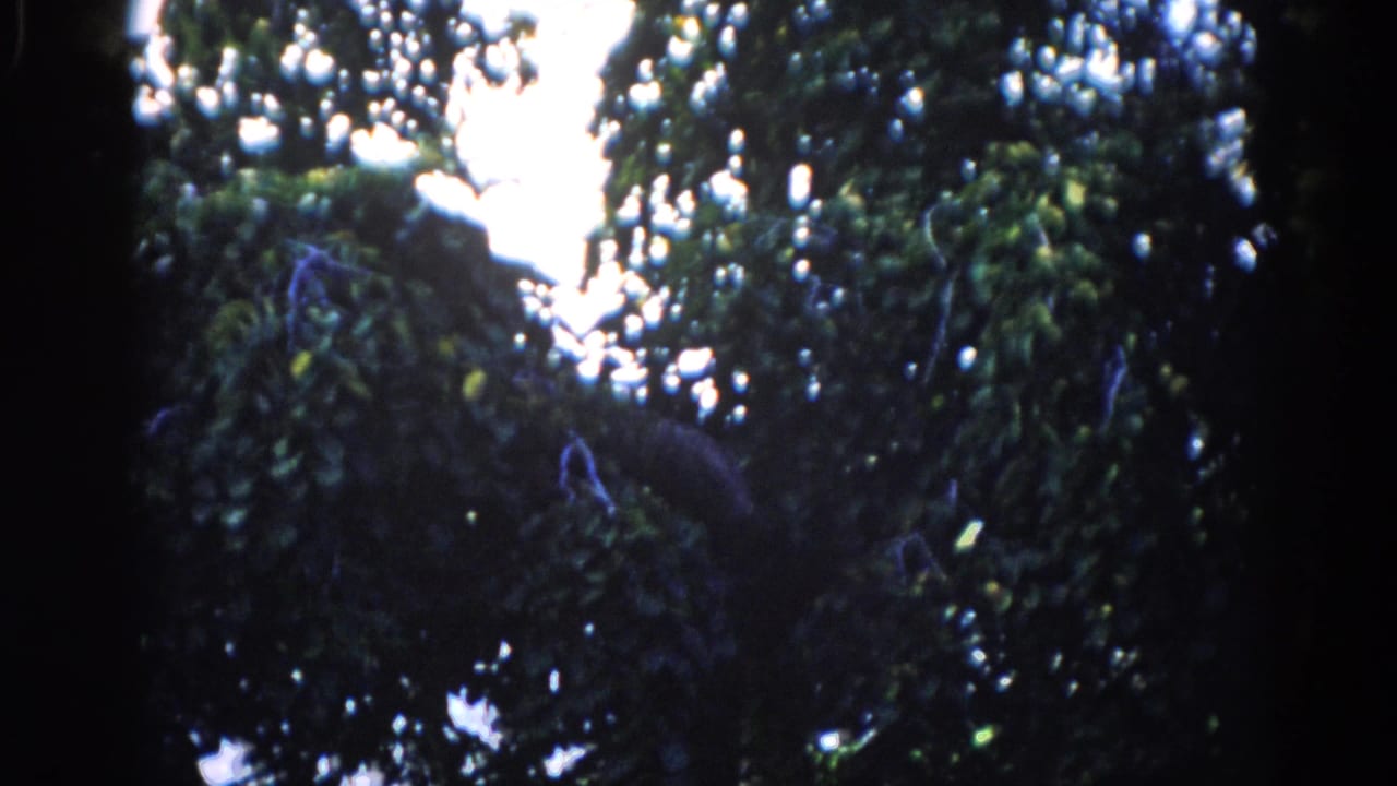 Upward 8mm tilt into summer tree canopy, Illinois 1962: overexposed sky breaks through dense green leaves, deep shadows in branches.