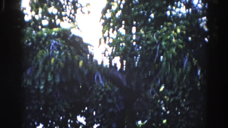 Final upward 8mm frame, Illinois 1962: dense canopy against bright sky, faint unidentified blue object at bottom edge, heavy film grain.