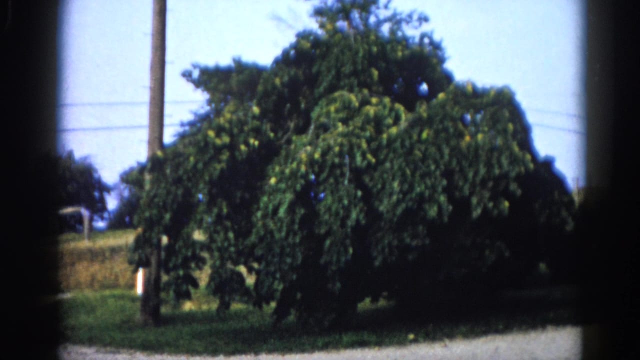 Large bushy tree in summer foliage beside a wooden telegraph pole, gravel path in foreground, pale blue sky, 8mm film frame.