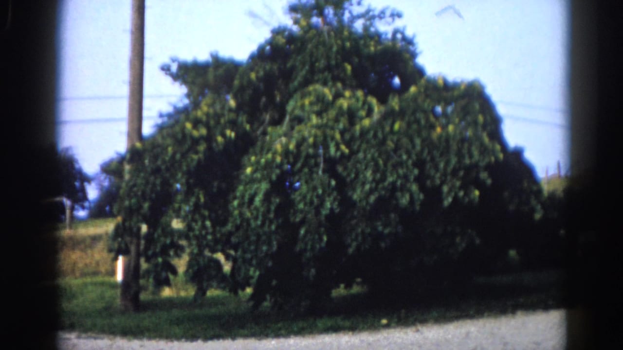 8mm home-movie frame circa 1962, rural Illinois: large roadside tree with a telegraph pole to the right, gravel foreground, slight rightward camera shift.
