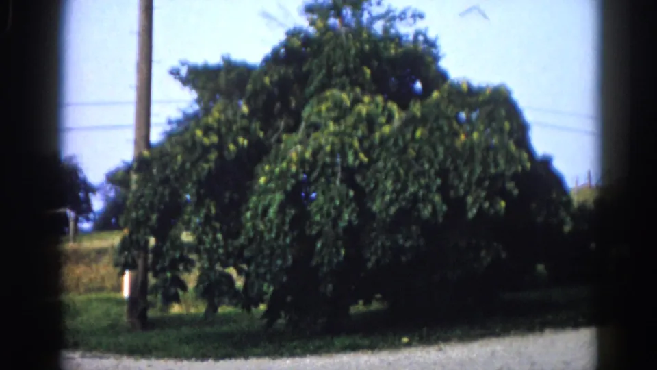8mm home-movie frame circa 1962, rural Illinois: large roadside tree with a telegraph pole to the right, gravel foreground, slight rightward camera shift.