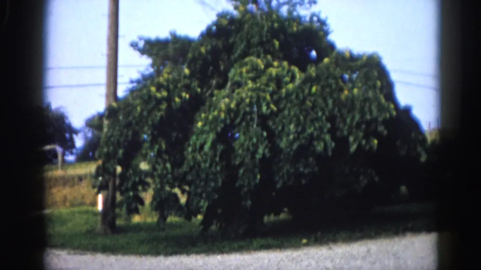 Mid-clip 8mm frame circa 1962, rural Illinois: large roadside tree with cascading branches flanked by a wooden telegraph pole, summer foliage and gravel foreground.