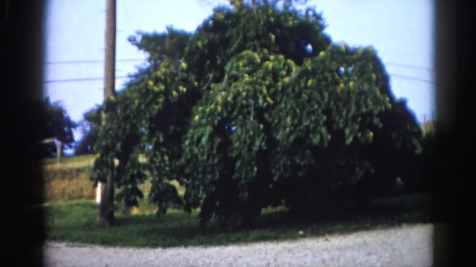 Final frame of 8mm clip circa 1962, rural Illinois: large bushy tree beside a wooden telegraph pole, gravel path in foreground, slight shift in handheld framing.