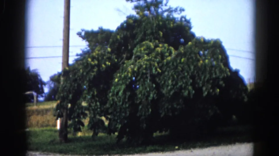Large deciduous tree in full summer foliage beside a telephone pole under blue sky; likely Illinois countryside, circa 1962, from the same 8mm reel.