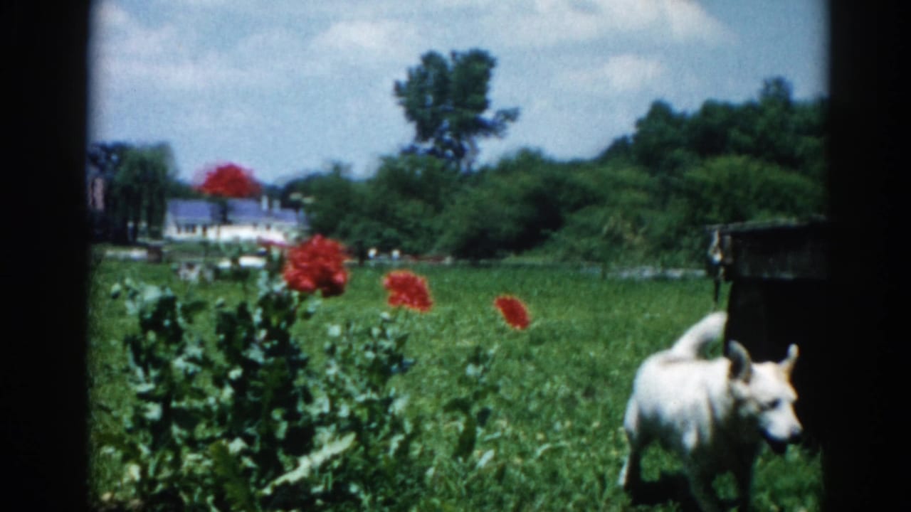 White dog standing in a green field among large red flowers, with a white house and trees visible in the background.