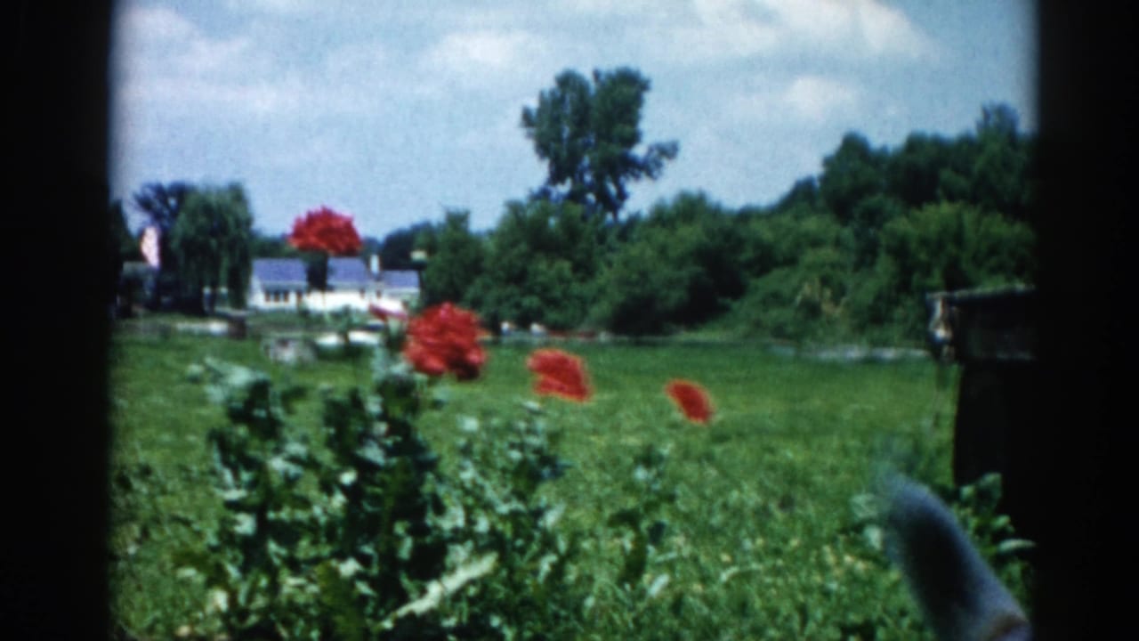 White dog moving through a green garden with large red flowers; white buildings and trees visible behind.