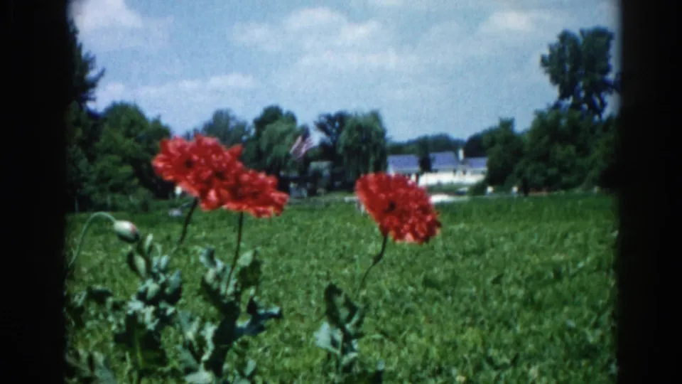 Large red dahlias in the foreground of a rural Illinois summer garden; white house and possible American flag in mid-background, 8mm, c. 1962.