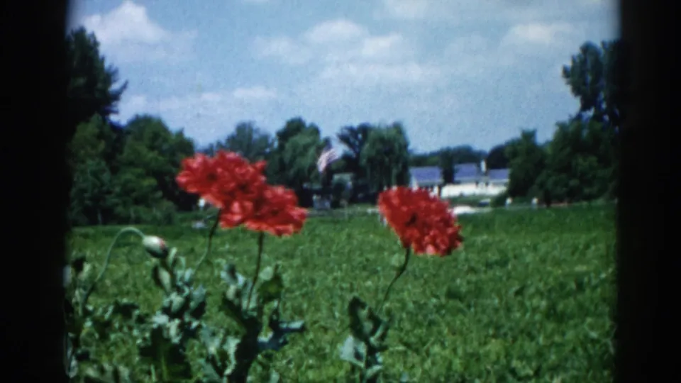 Red dahlias in a rural Illinois summer garden; white property and possible flag visible in background, 8mm home movie, c. 1962.