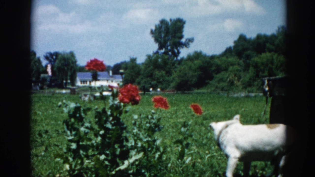 White-and-fawn dog walks away from camera through a lush garden with large red flowers, Illinois suburban backyard circa 1962, 8mm film.
